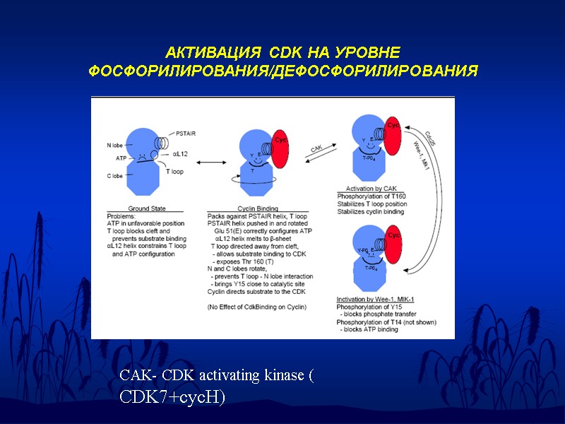 АКТИВАЦИЯ CDK НА УРОВНЕ ФОСФОРИЛИРОВАНИЯ/ДЕФОСФОРИЛИРОВАНИЯ CAK- CDK activating kinase ( CDK7+cycH)